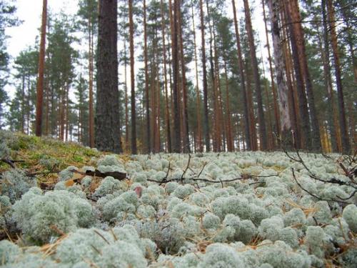 Moosiger Wald (100_0477.JPG) wird geladen. Eindrucksvolle Fotos aus Lettland erwarten Sie.